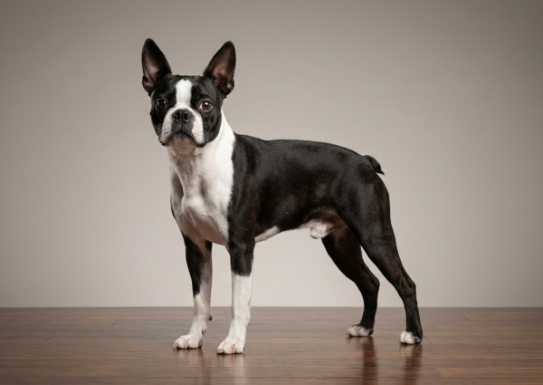 Bringing Home a Puppy: The First 7 Days That Shape Everything
